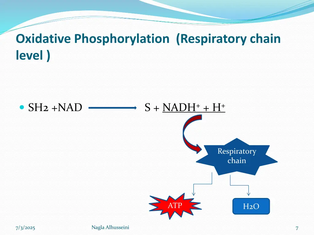 oxidative phosphorylation respiratory chain level