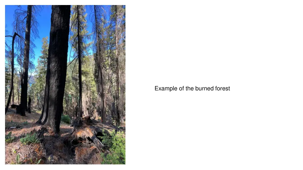 example of the burned forest
