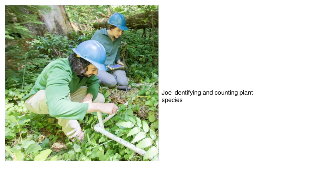 joe identifying and counting plant species