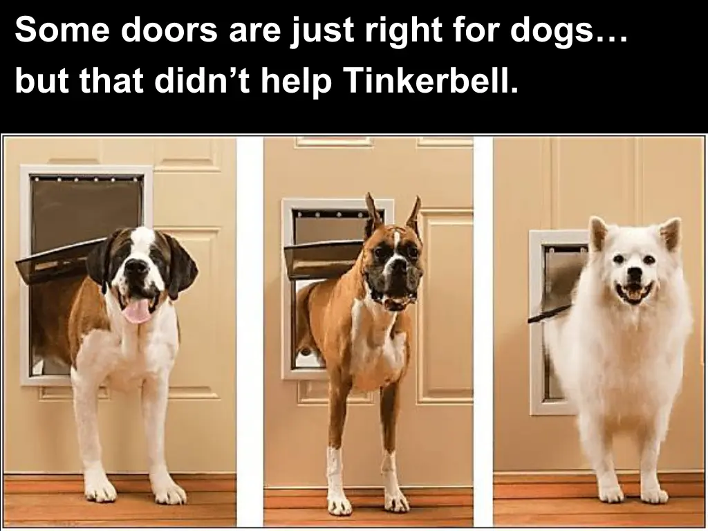 some doors are just right for dogs but that didn