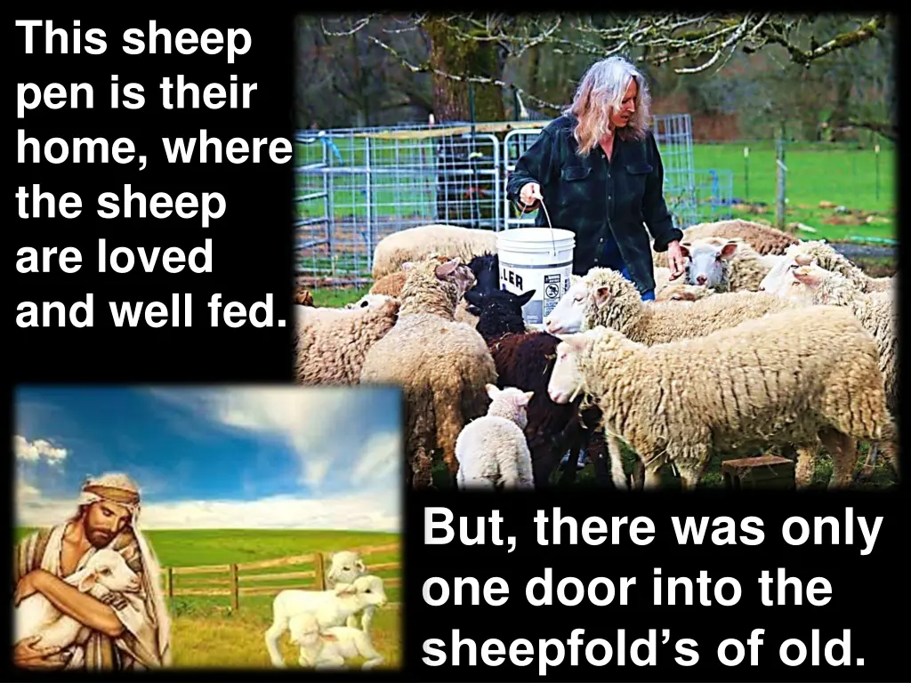 this sheep pen is their home where the sheep