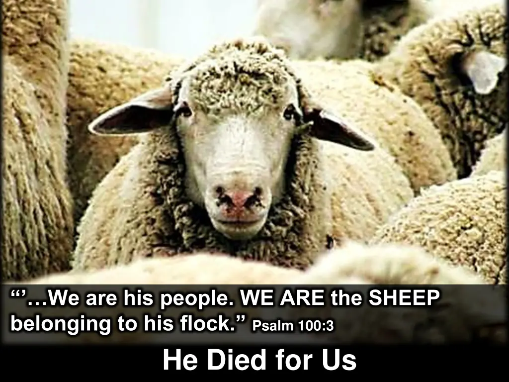 we are his people we are the sheep belonging