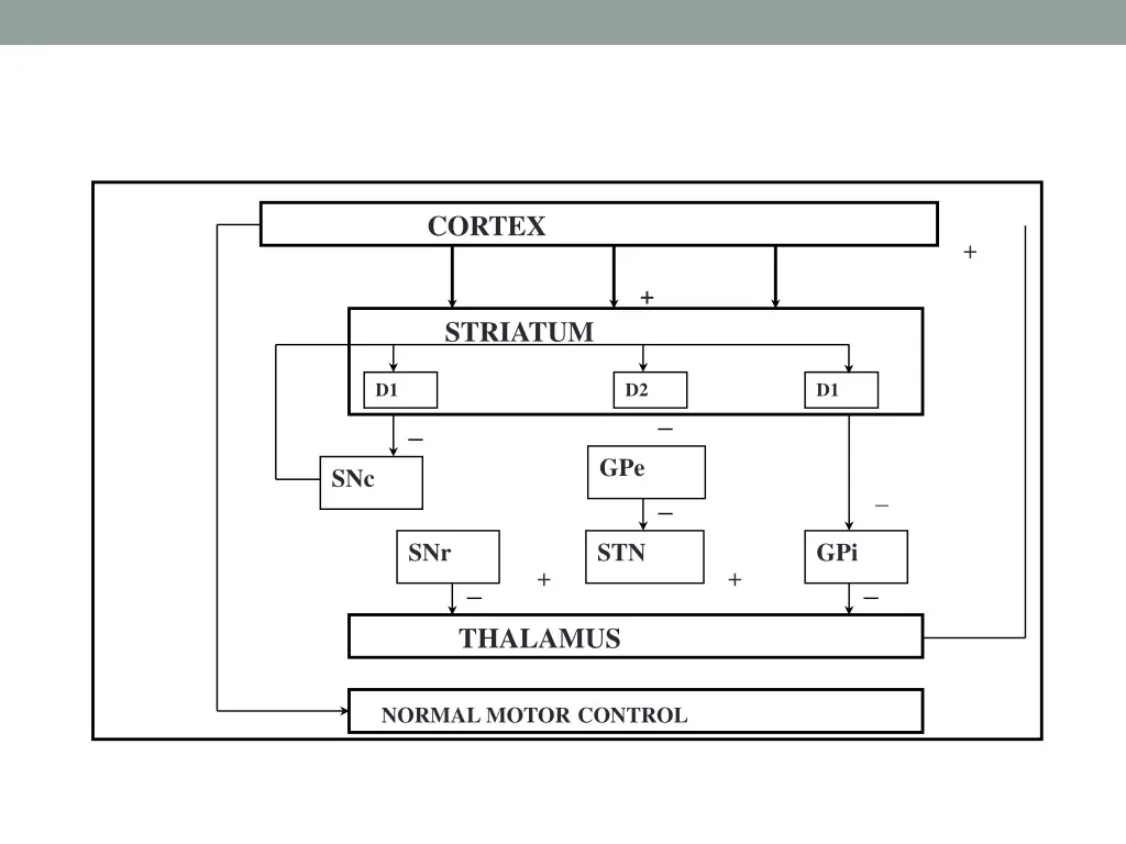 cortex