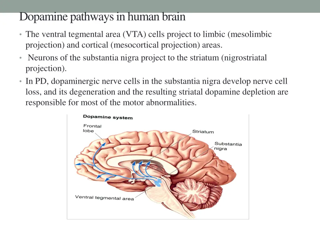dopamine pathways in human brain