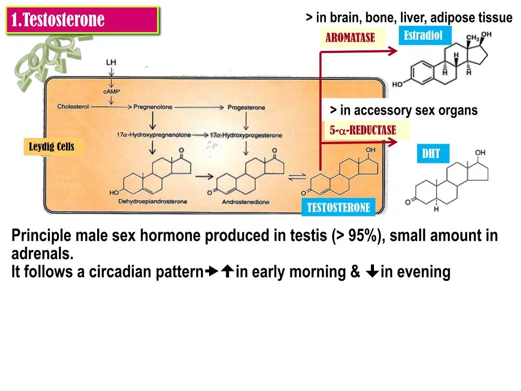 in brain bone liver adipose tissue