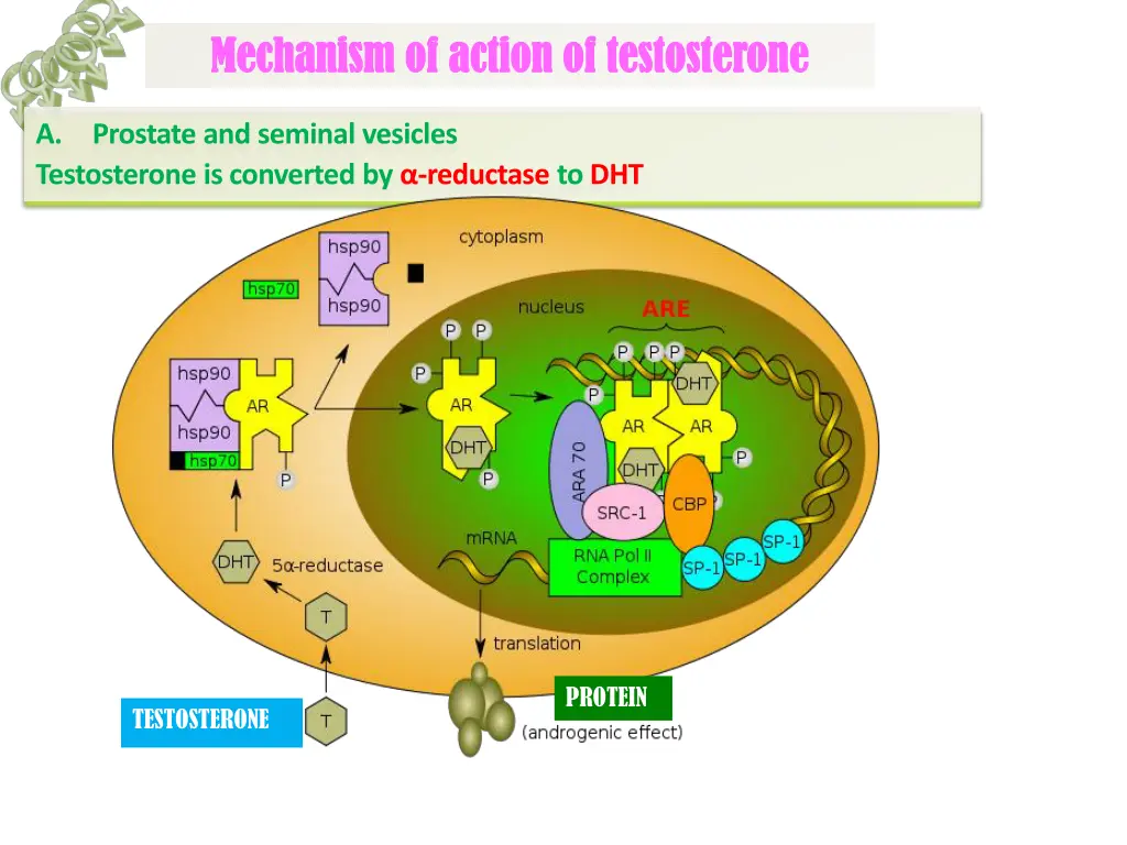 mechanism of action of testosterone mechanism