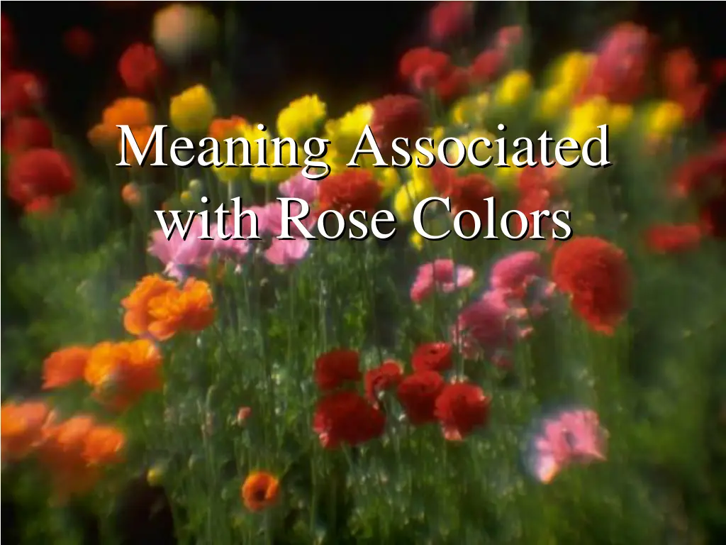 meaning associated with rose colors