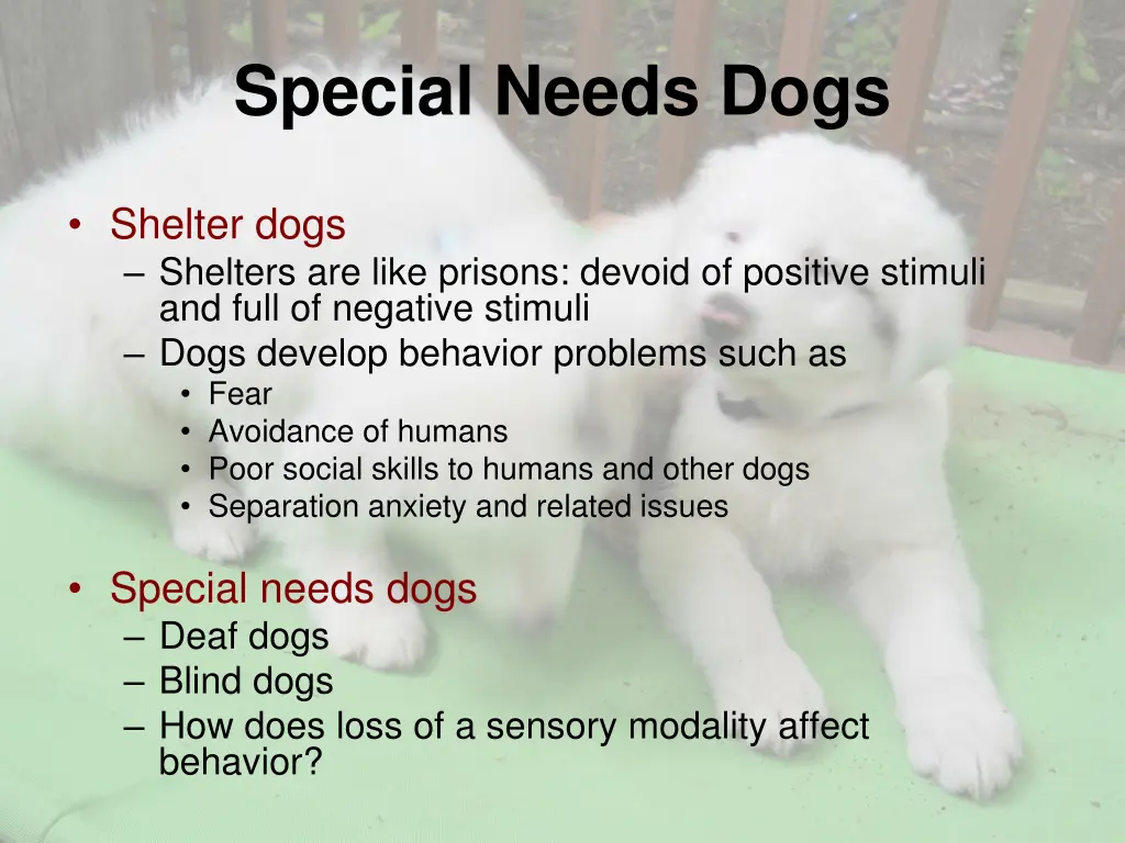 special needs dogs