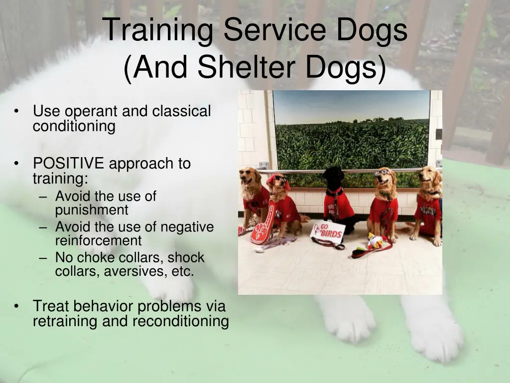training service dogs and shelter dogs