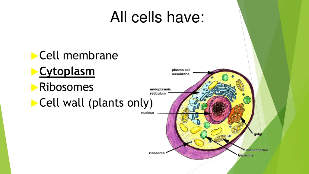 all cells have