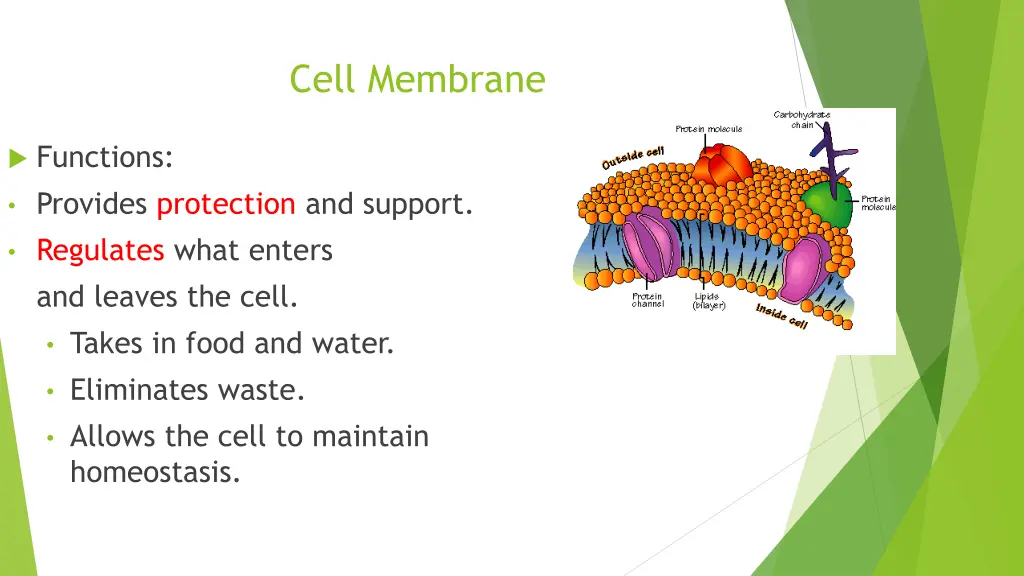 cell membrane 1