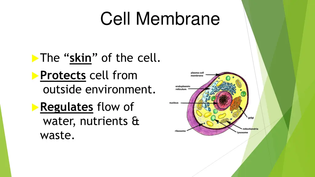 cell membrane