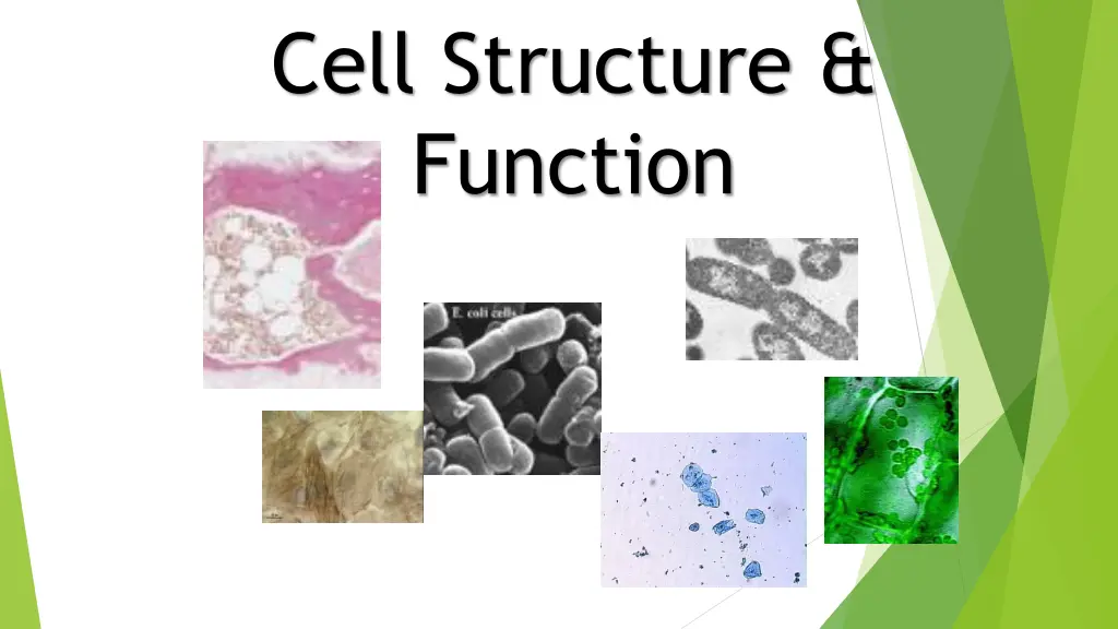 cell structure function