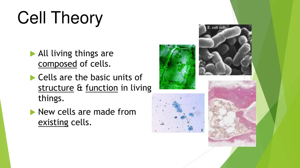 cell theory