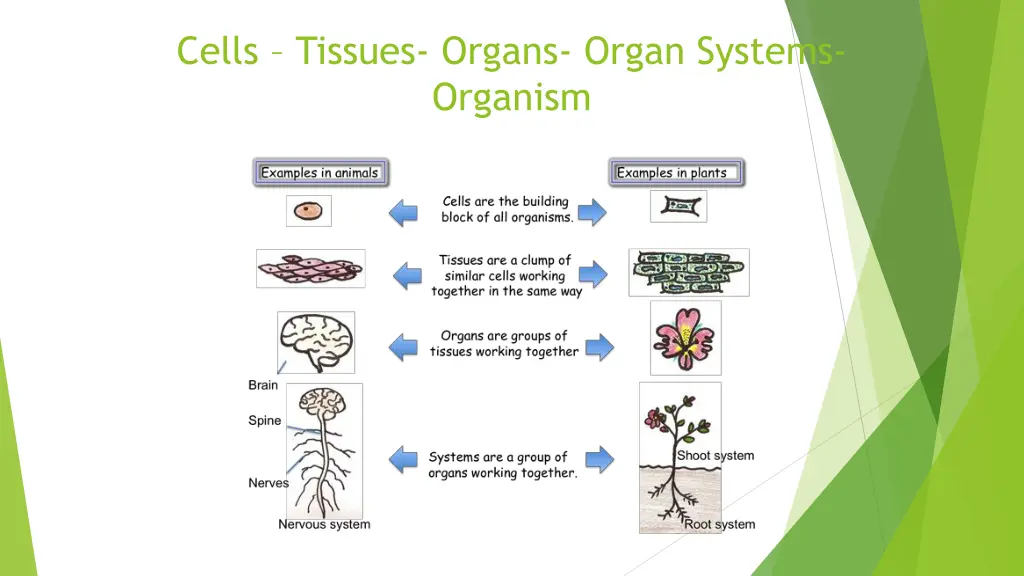 cells tissues organs organ systems organism