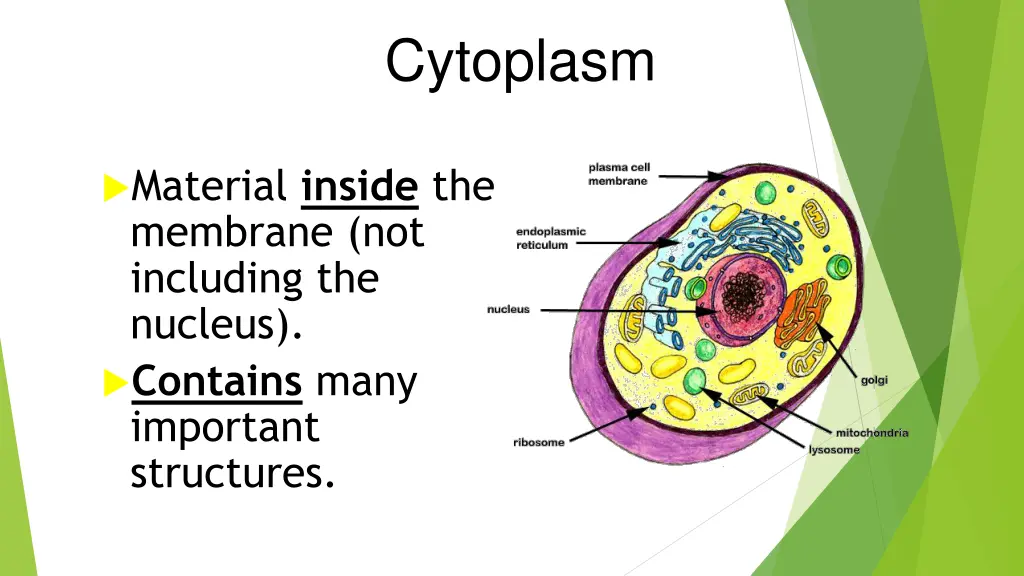 cytoplasm