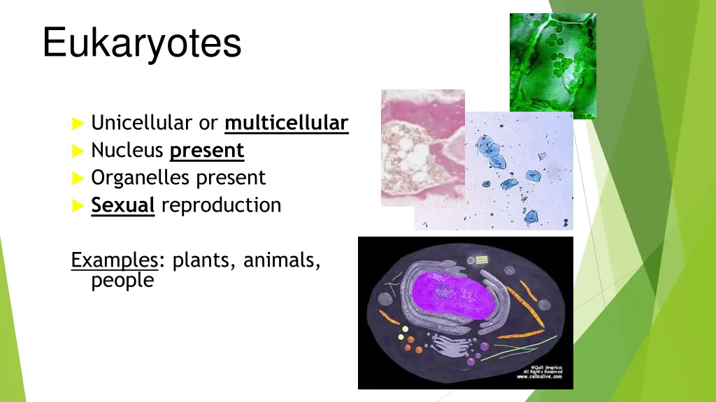 eukaryotes