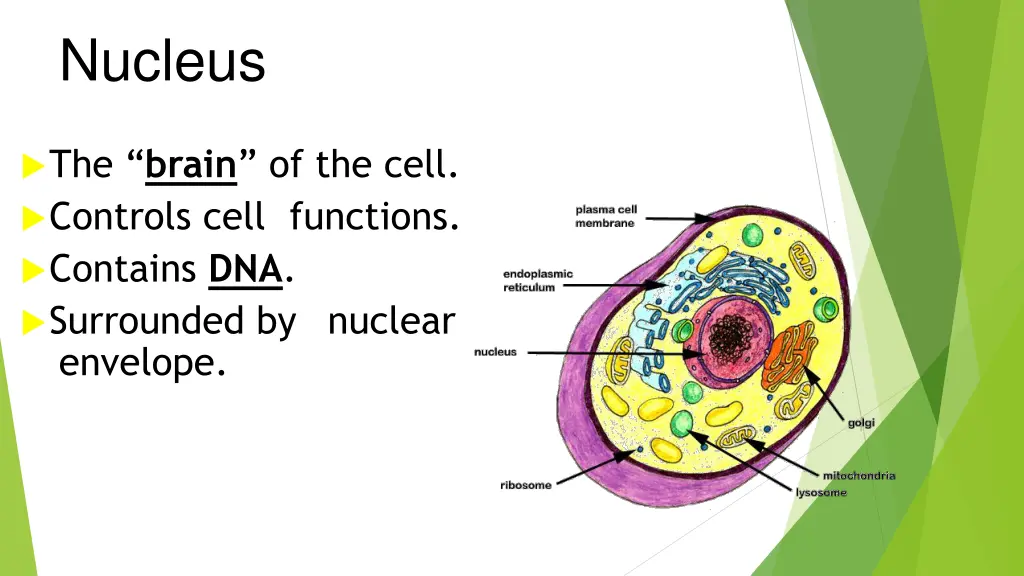 nucleus