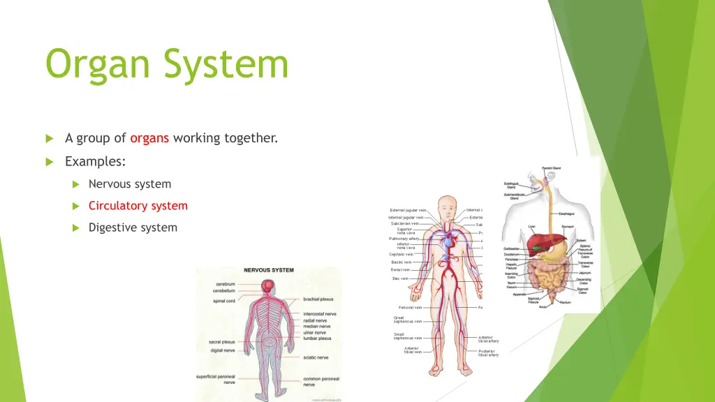 organ system