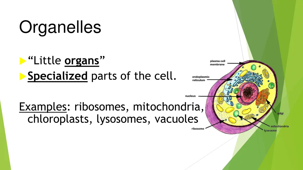 organelles