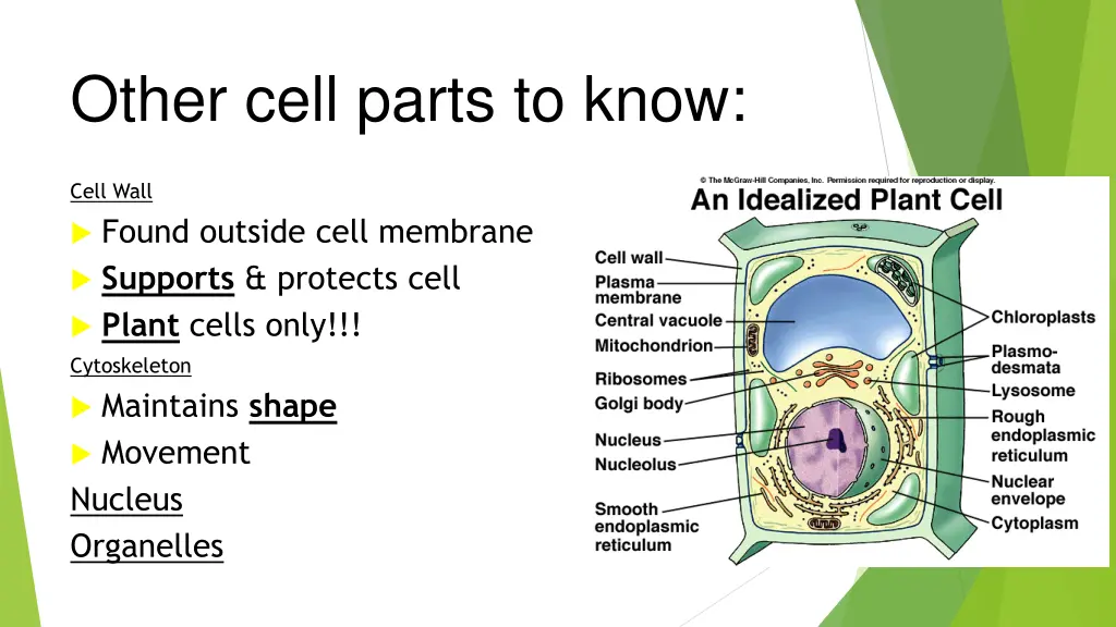 other cell parts to know