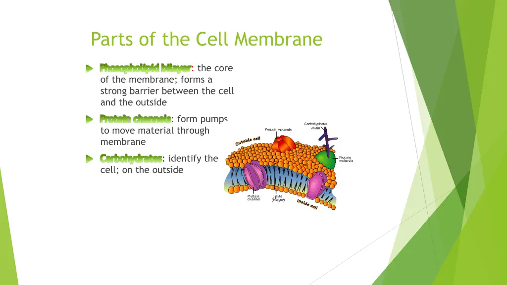 parts of the cell membrane