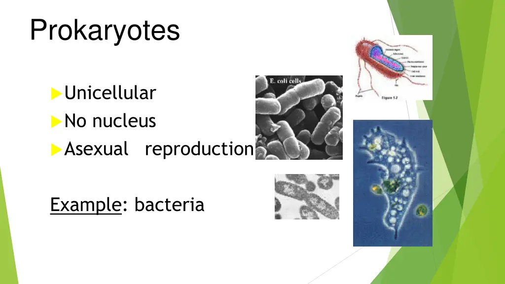 prokaryotes