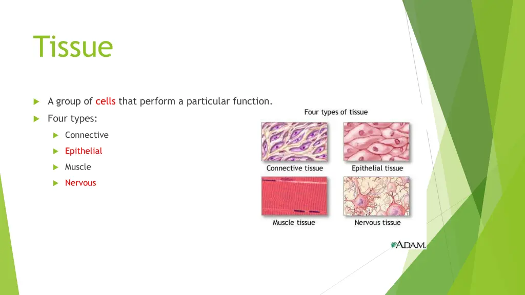 tissue