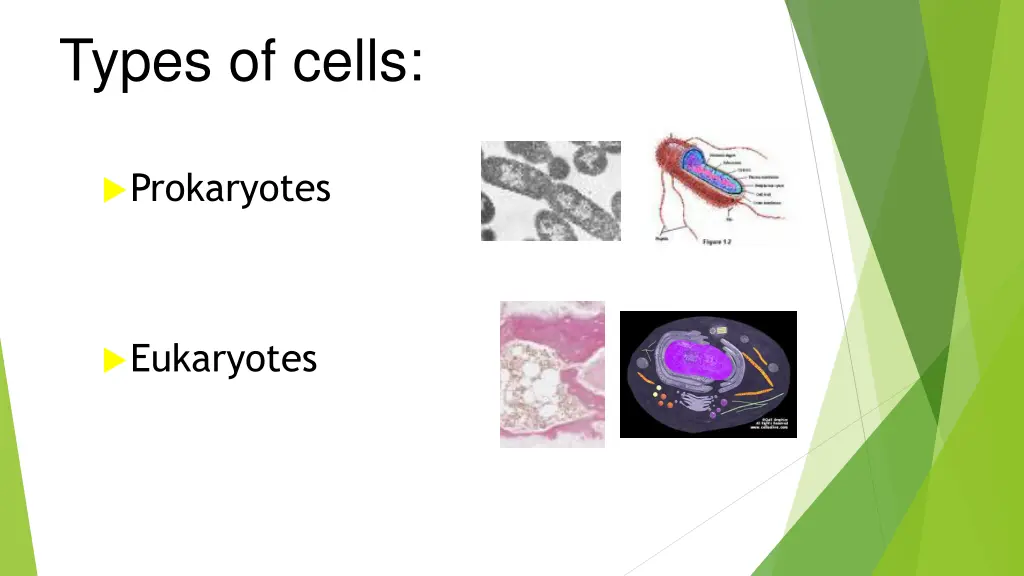types of cells