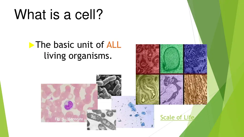 what is a cell