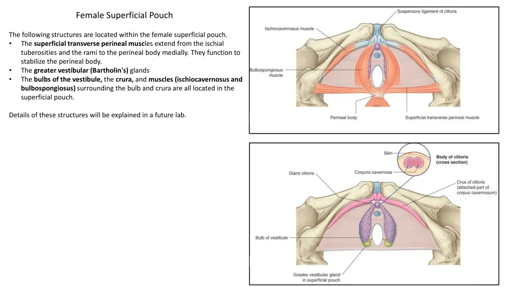 female superficial pouch