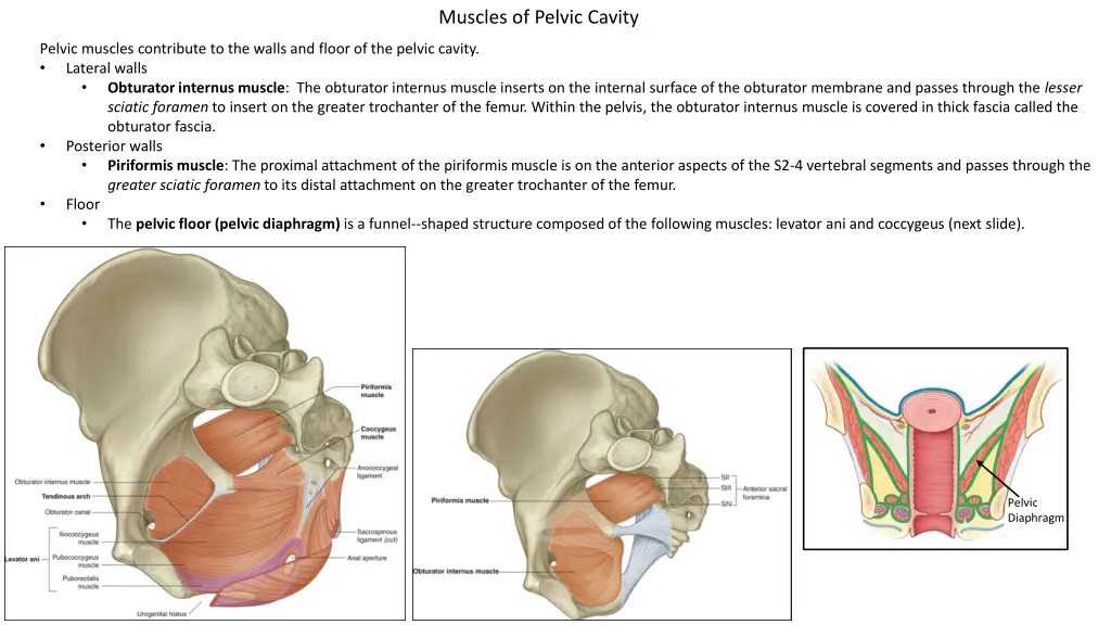 muscles of pelvic cavity