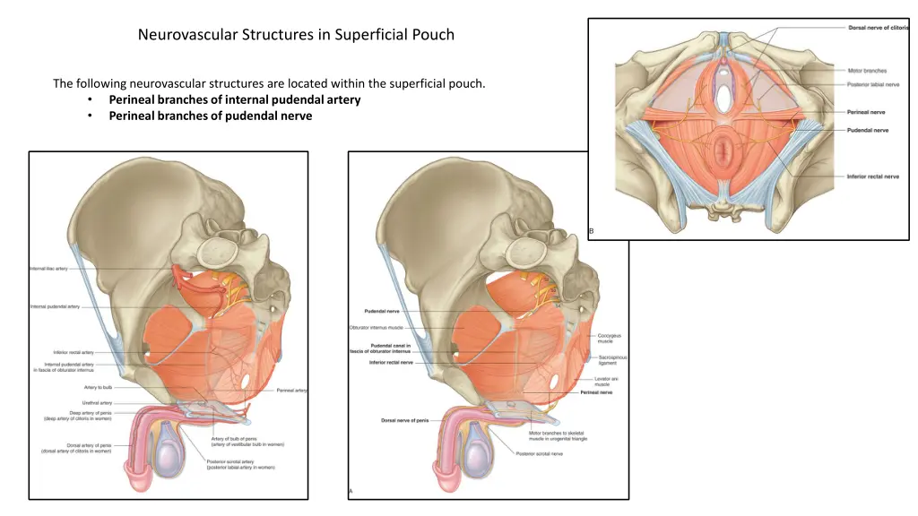 neurovascular structures in superficial pouch