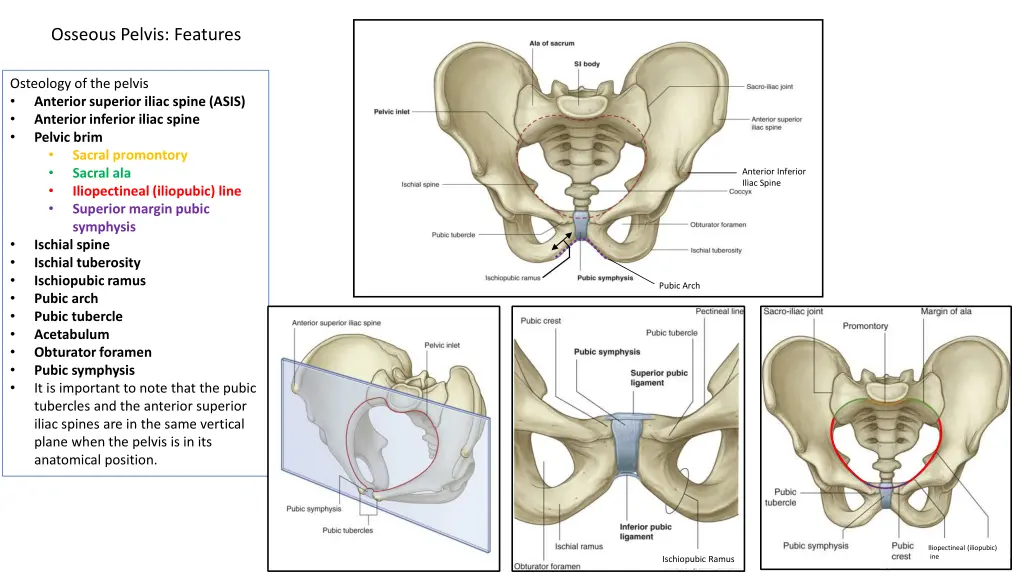 osseous pelvis features