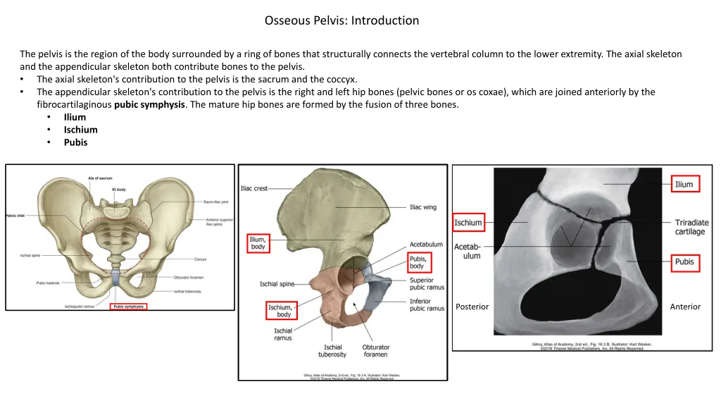 osseous pelvis introduction