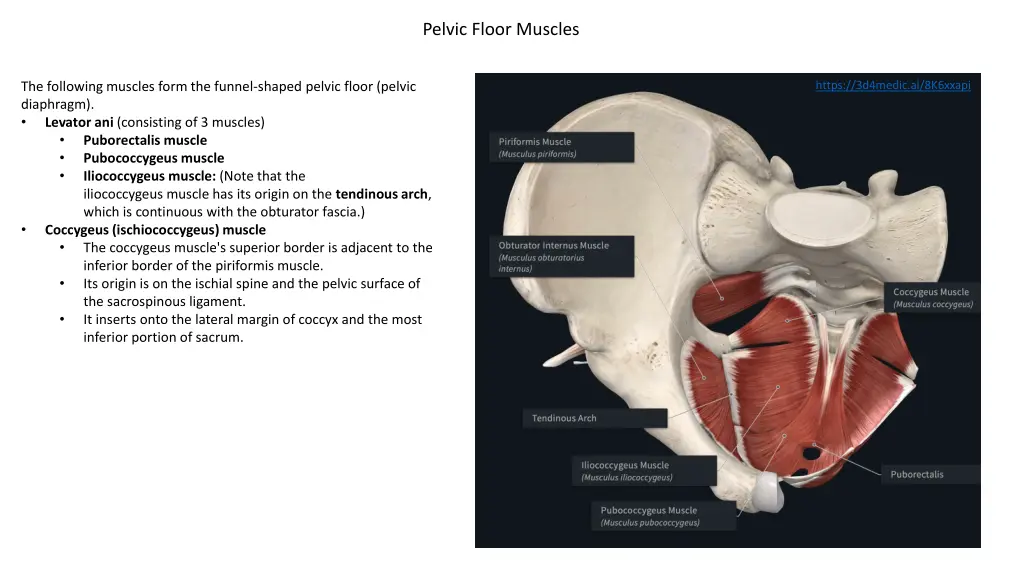 pelvic floor muscles