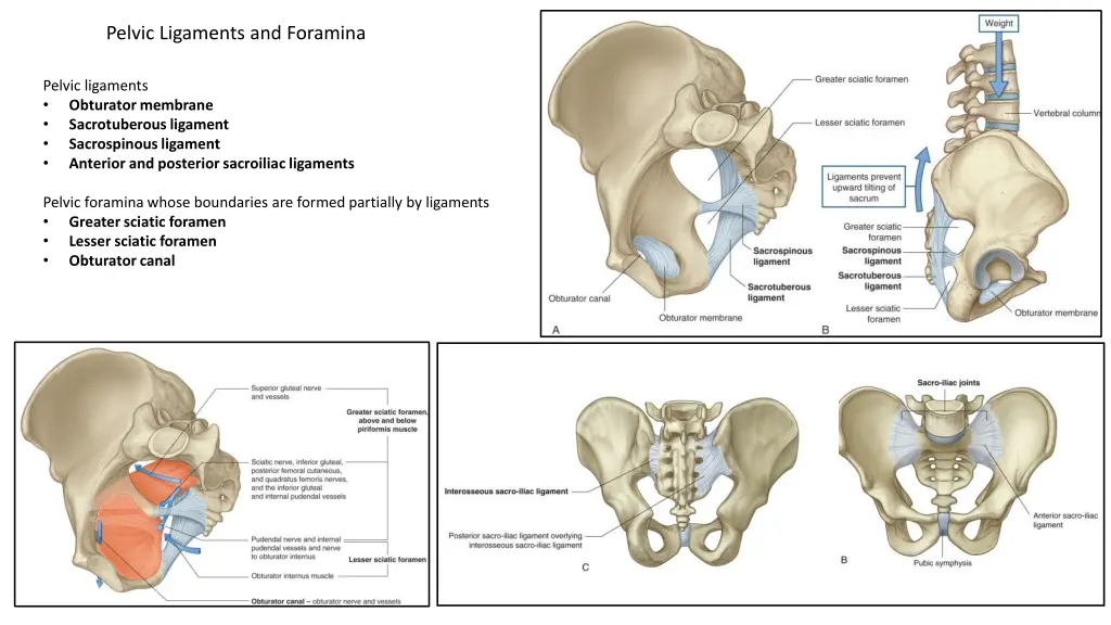 pelvic ligaments and foramina