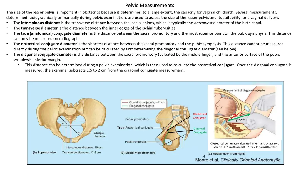 pelvic measurements