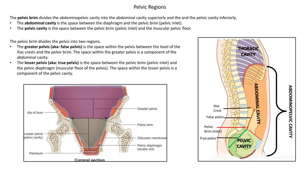 pelvic regions