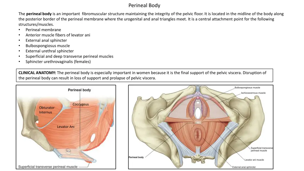 perineal body