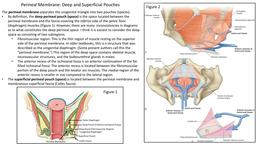 perineal membrane deep and superficial pouches