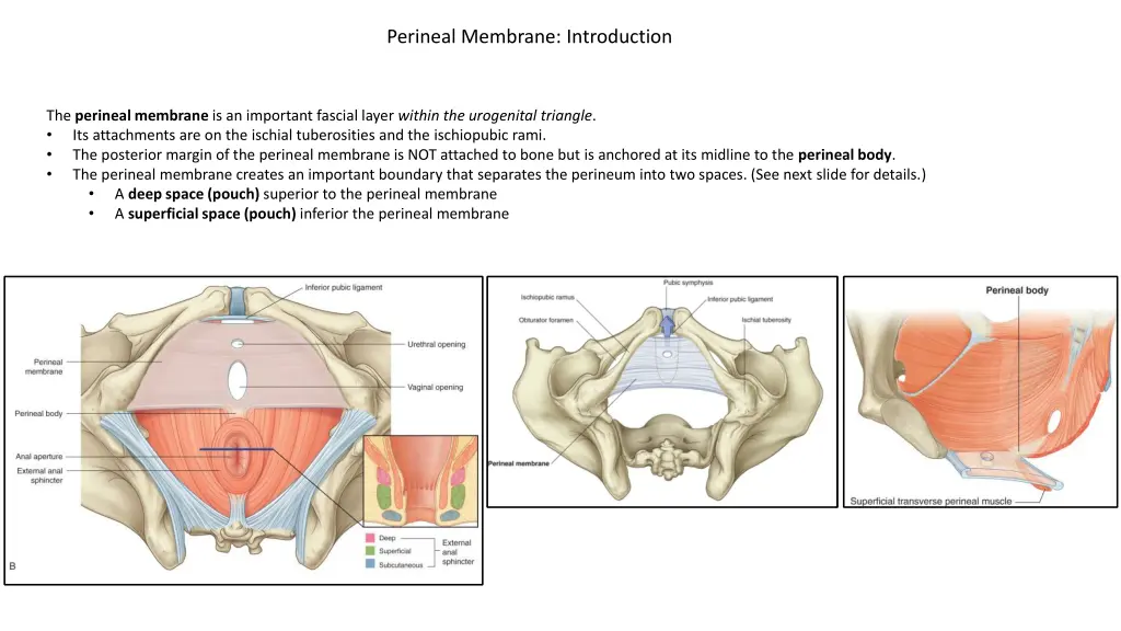 perineal membrane introduction