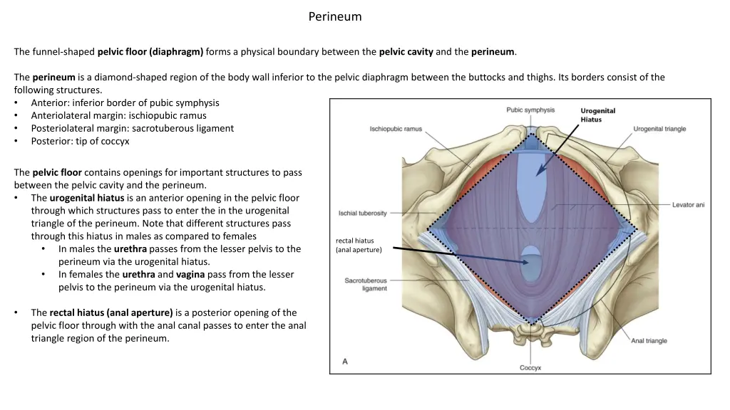 perineum