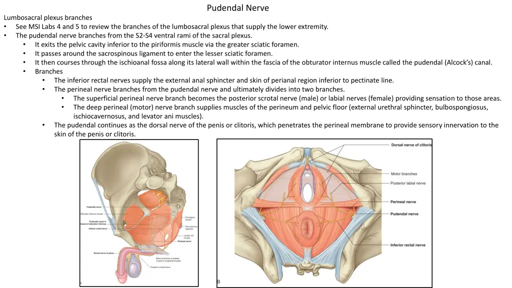 pudendal nerve