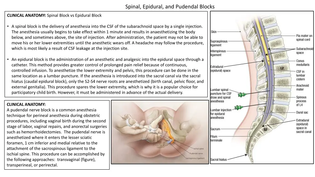 spinal epidural and pudendal blocks