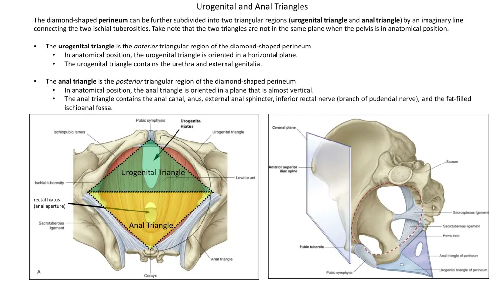 urogenital and anal triangles