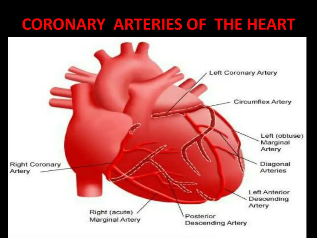 coronary arteries of the heart