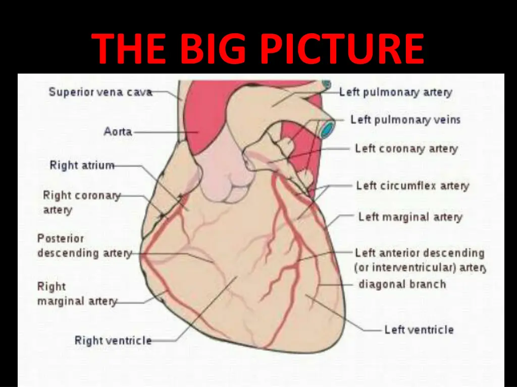 the big picture
