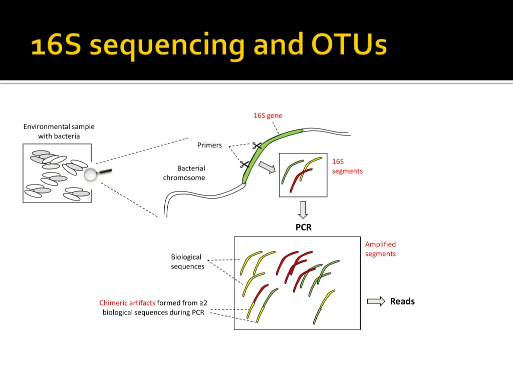 16s gene