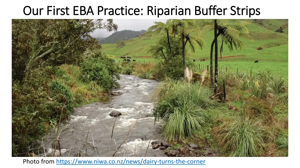 our first eba practice riparian buffer strips